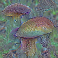n13054560 bolete